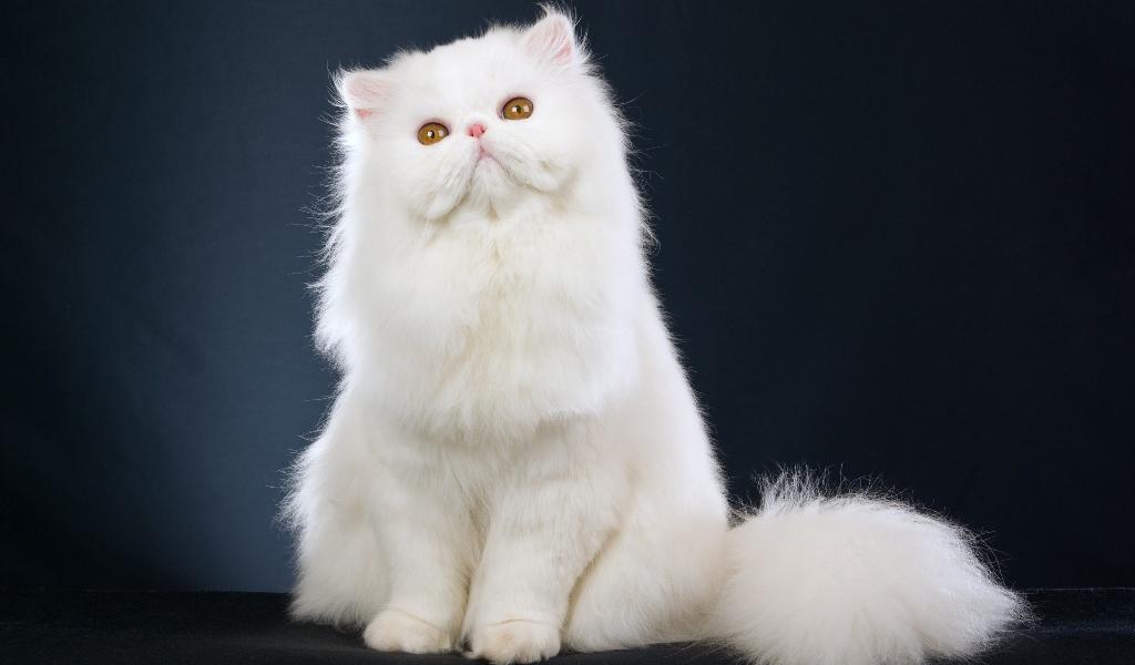 Персидская кошка