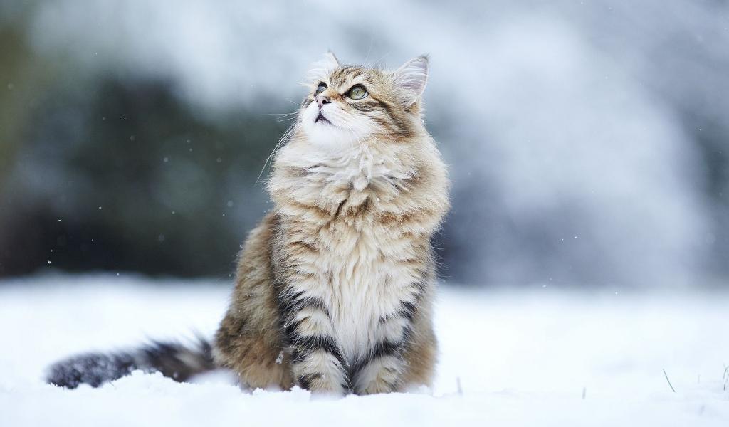 Сибирская кошка