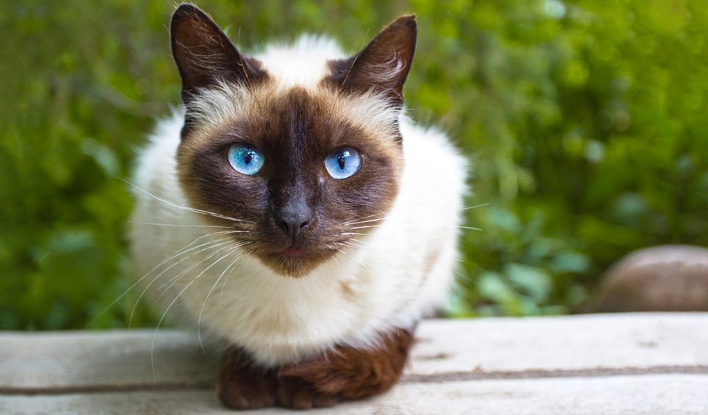 Тайская кошка