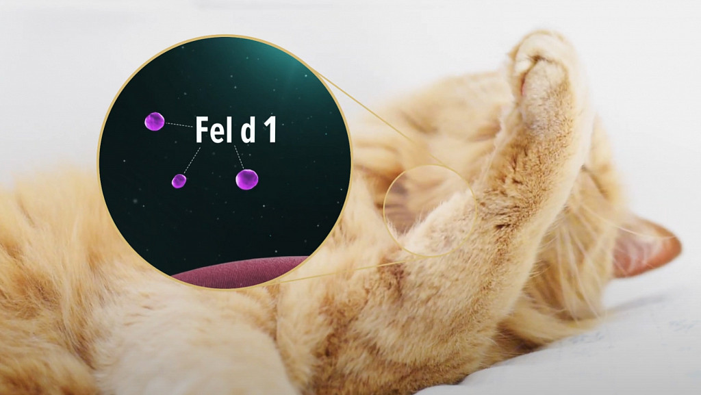 Белок Fel d1 попадает на шерсть кошки и вызывает аллергию у людей