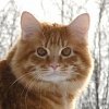Курильский бобтейл