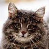 Американский бобтейл