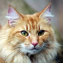 Норвежская лесная кошка