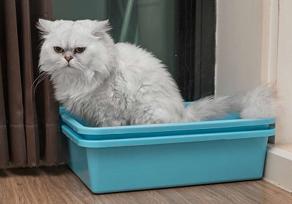 Цистит у кошки